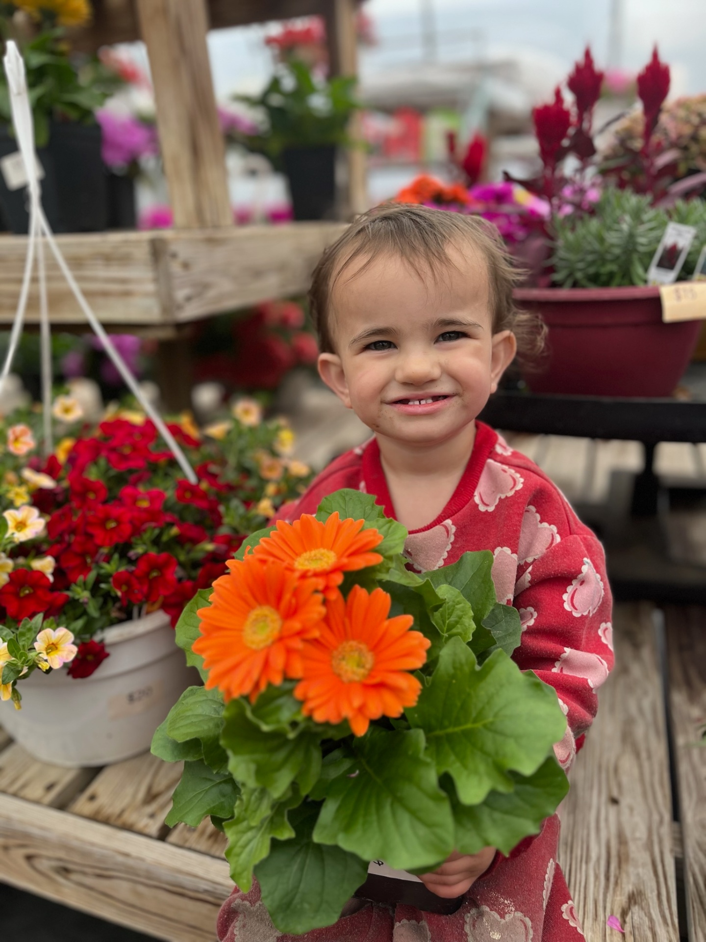 Gerbera Daisies