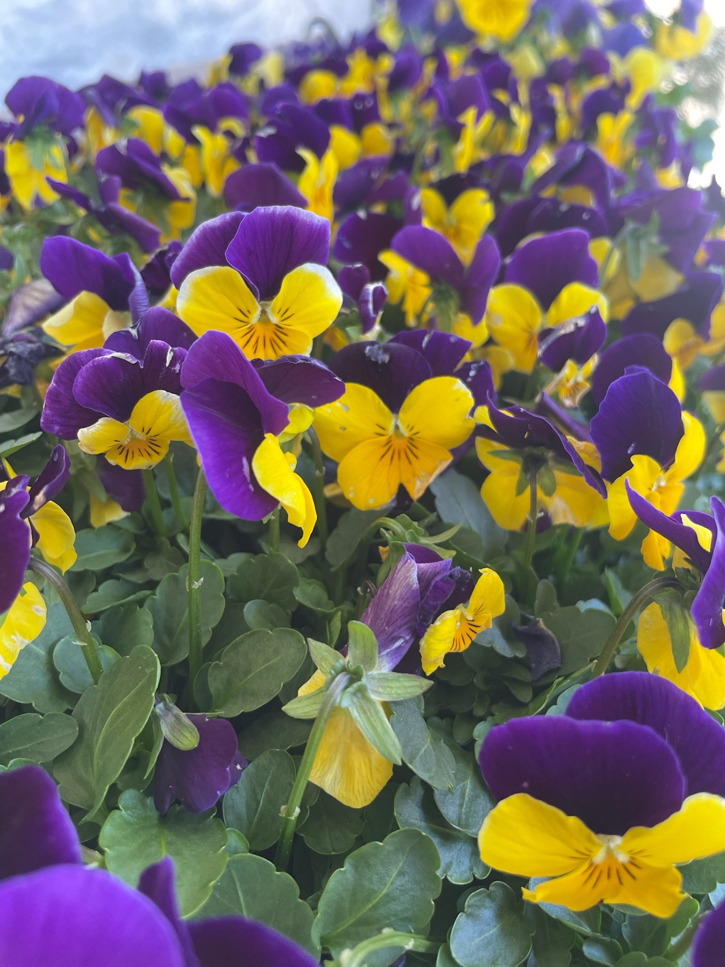 Pansies — Purple & Yellow