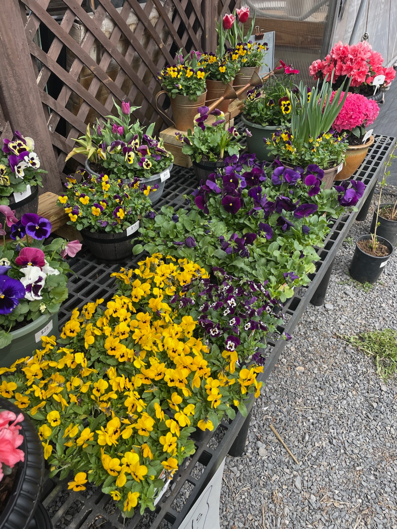 Pansy Trays