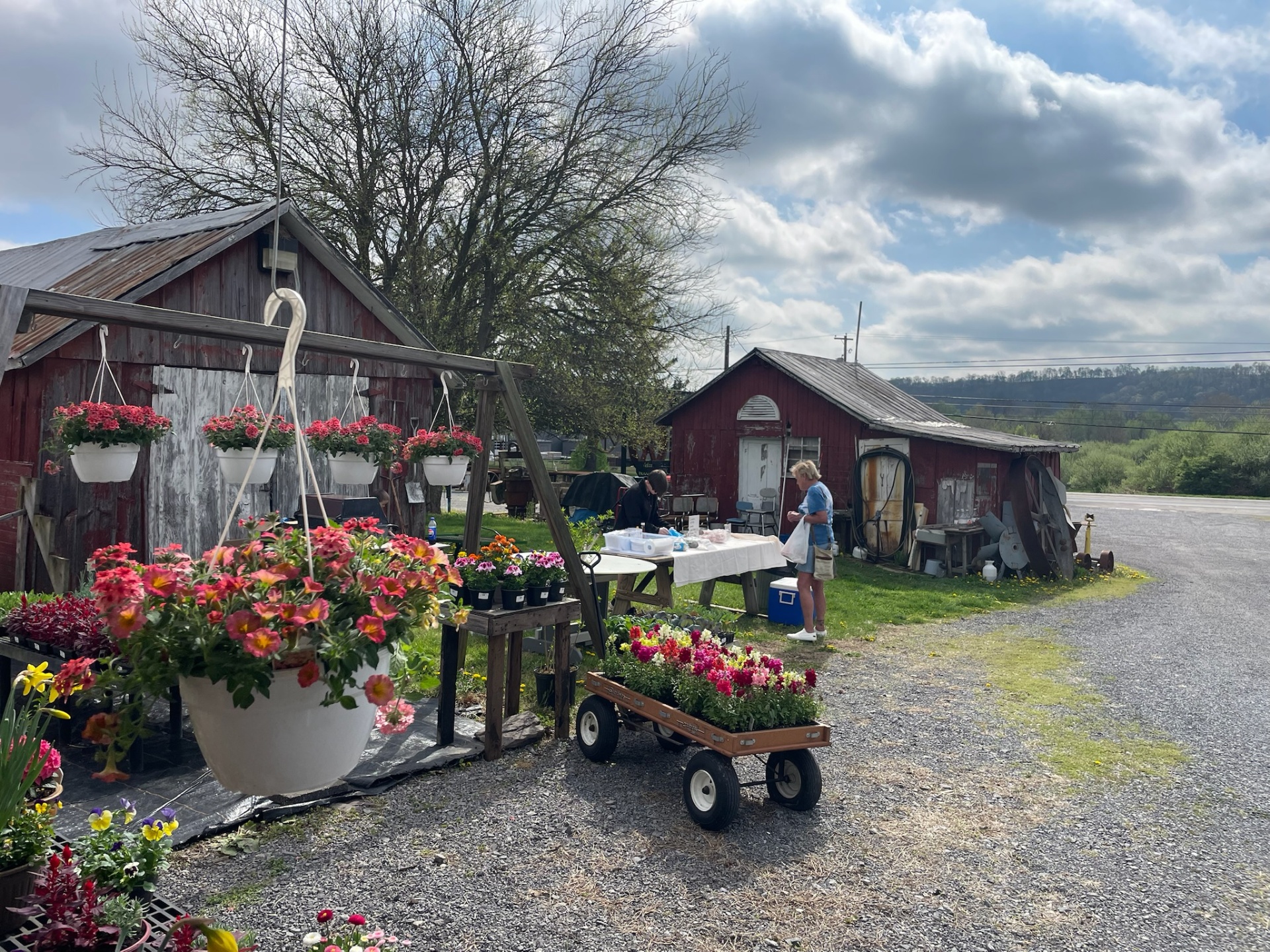 The red barn farm stand with hanging baskets and a wagon of snapdragons